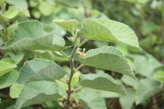 Grewia villosa
